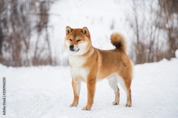 Fototapeta Japanese red coat dog is in winter forest. Profile Portrait of adorable Shiba inu male standing in the forest on the snow and trees background.