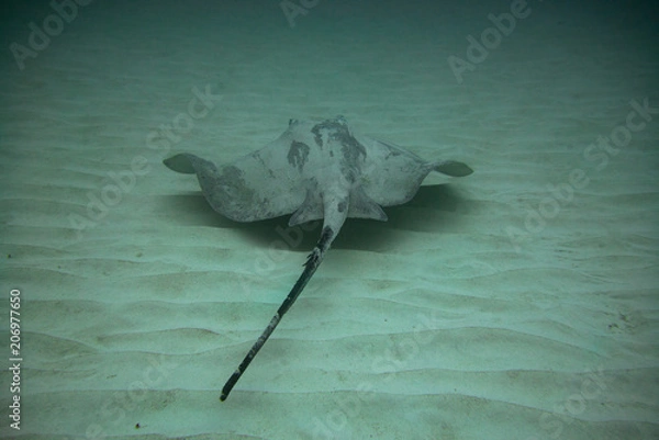 Fototapeta Round Stingray