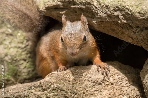 Obraz 岩場から顔を出すニホンリス