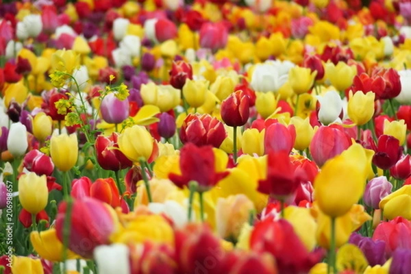 Obraz チューリップ