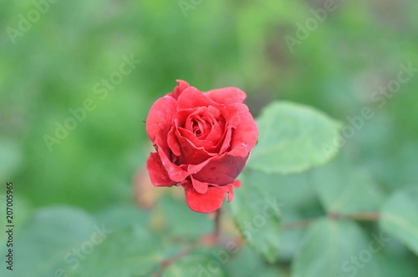 Obraz beautiful red rose