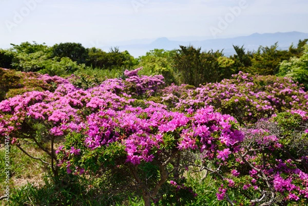 Fototapeta ミヤマキリシマ