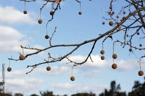 Fototapeta カエデバフウ