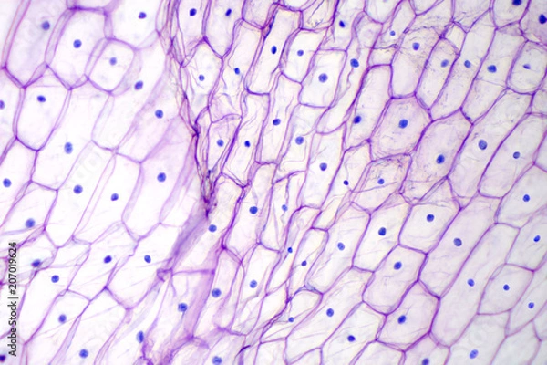 Fototapeta Naskórek cebuli pod mikroskopem świetlnym. Fioletowe, duże komórki naskórka cebuli Allium cepa w jednej warstwie. Każda komórka ze ścianą, błoną, cytoplazmą, jądrem i dużą wakuolą. Zdjęcie.