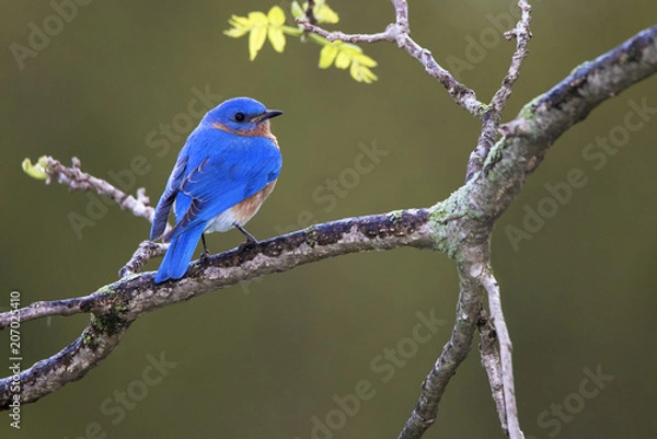 Obraz Eastern Bluebird (Sialia sialis) perched on a tree branch searching for food