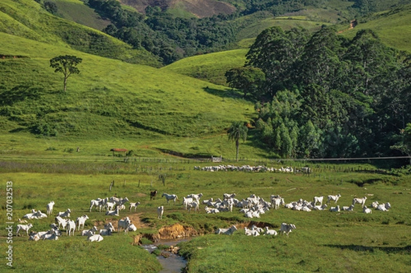 Fototapeta View of grassy fields with cows grazing near the town of Joanopolis. In the countryside of São Paulo State, a region rich in agricultural and livestock products, southwestern Brazil
