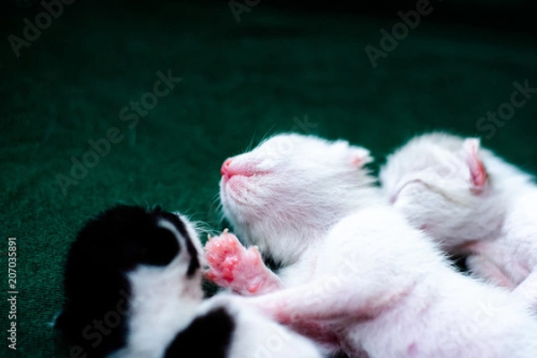 Obraz Three kittens are sleeping in a box.