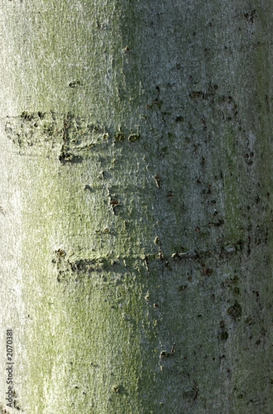 Fototapeta beech bark texture with algae, color