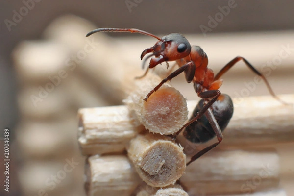 Fototapeta Ant is building a log house.