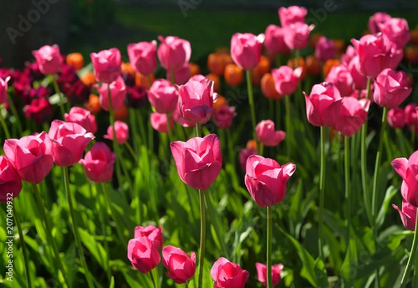 Fototapeta Blossoming tulips background.