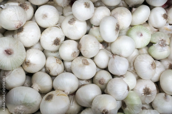 Obraz White onion background
