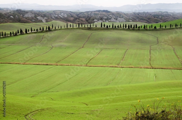 Fototapeta Tuscan hills with rows of cypress trees