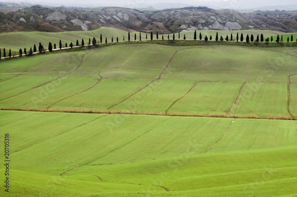 Fototapeta Tuscan hills with rows of cypress trees