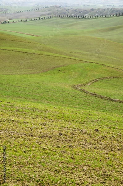 Fototapeta Tuscan hills with rows of cypress trees