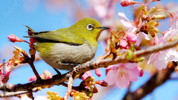 Obraz 河津桜とメジロ