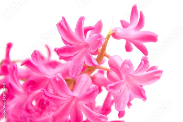Obraz Pink hyacinth flower in closeup over white background