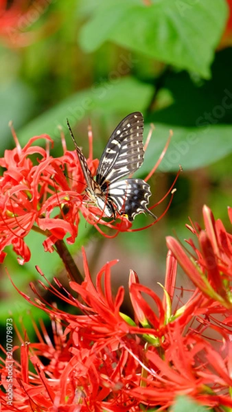 Obraz ヒガンバナとアゲハチョウ