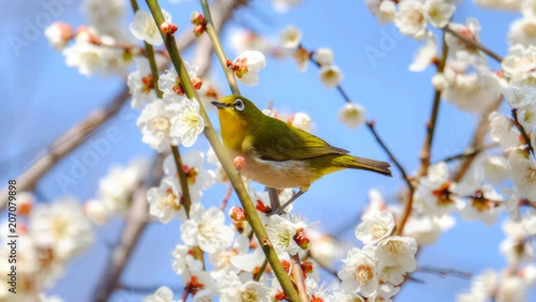 Obraz 梅とメジロ
