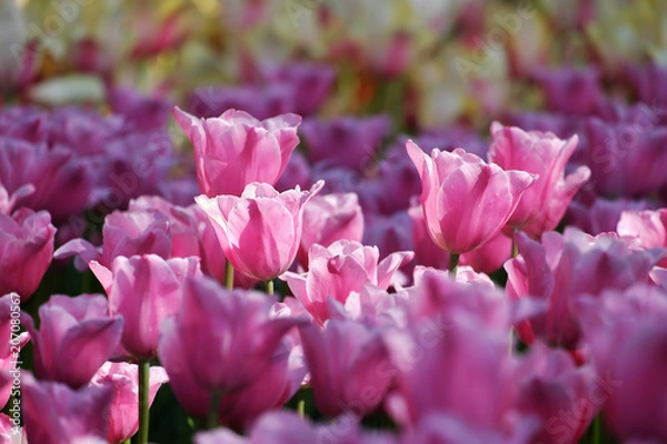 Obraz チューリップ