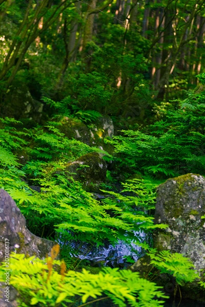 Fototapeta 自然公園