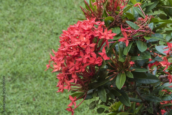 Obraz Red flowers. Close up.