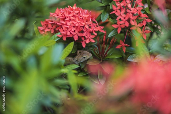 Obraz lizard on red flower