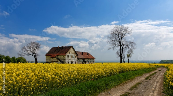Fototapeta Field of rapeseed..