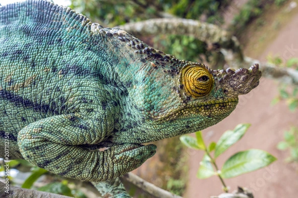 Obraz Kameleon Parsons (Calumma parsonii) na Madagaskarze