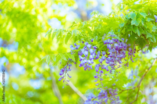 Fototapeta 藤の花