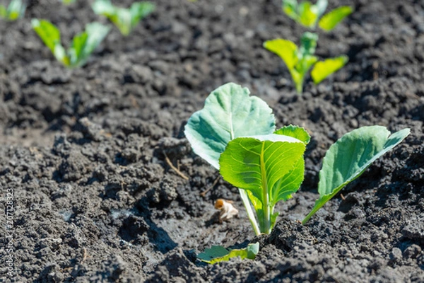Obraz Seedlings of early cabbage in the wells in the garden planting early spring