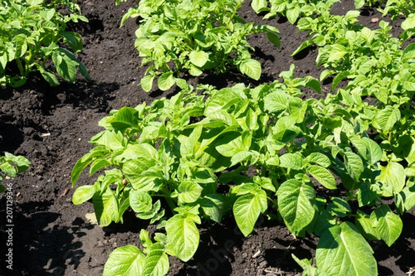 Obraz close-up of potato seedlings in the garden young green