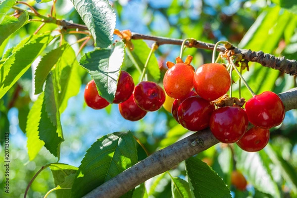 Obraz felt cherry on the branch with water droplets