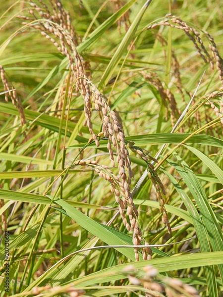Fototapeta 稲穂