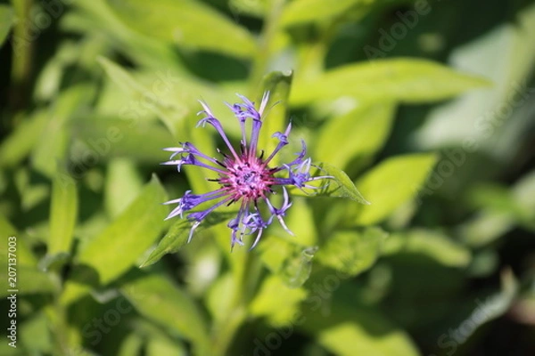 Obraz ZSL 4 цветы