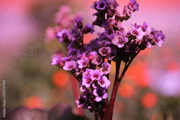 Obraz ZSL цветы3