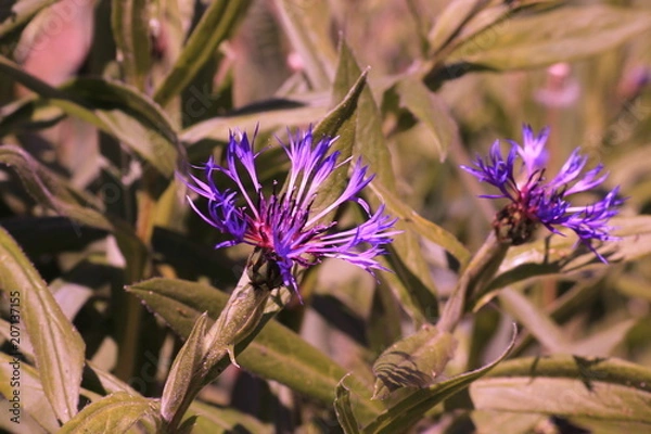 Obraz Цветы ZSL