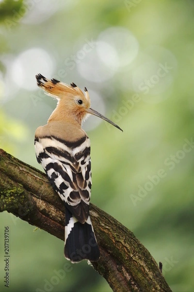 Obraz Upupa (Upupa epops)