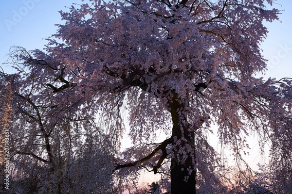 Fototapeta 京都円山公園の枝垂れ桜