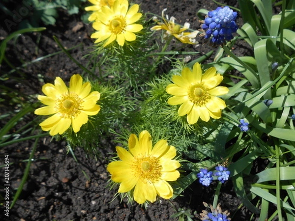 Obraz garden, yellow, flowers, nature, plant