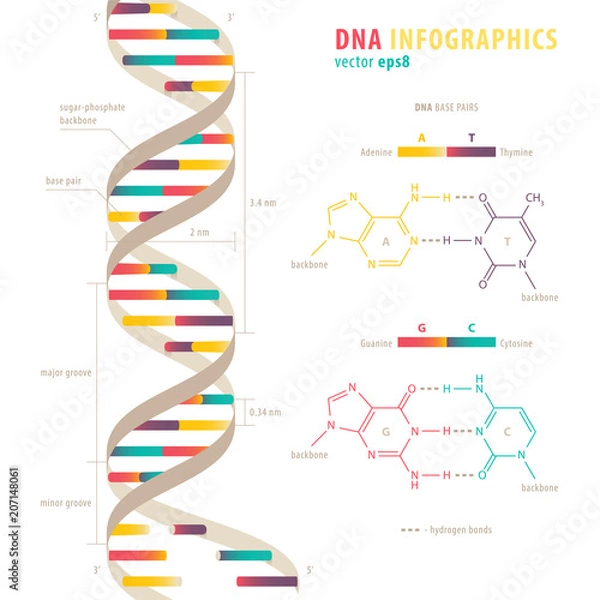 Obraz DNA infographics