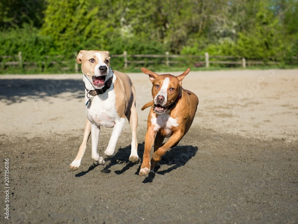 Fototapeta Dogs Running and Playing in Off-Leash Dog Park