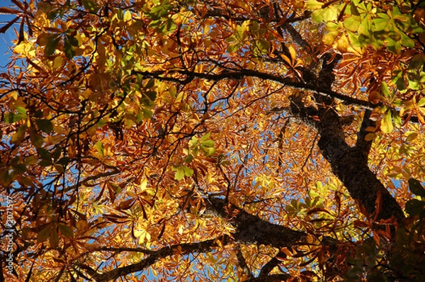 Obraz castaño dorado