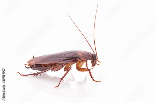 Obraz cockroach isolated on white