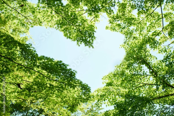 Fototapeta 八幡山ロープウェー