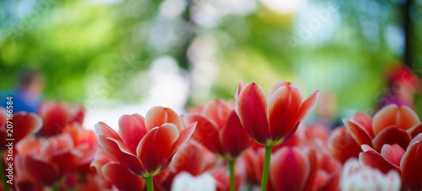 Obraz Flowers in Botanic garden