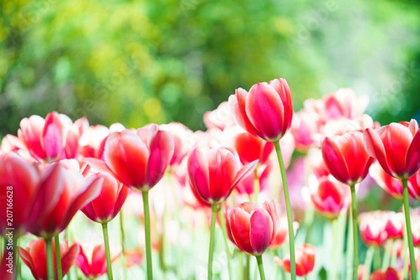 Obraz Flowers in Botanic garden