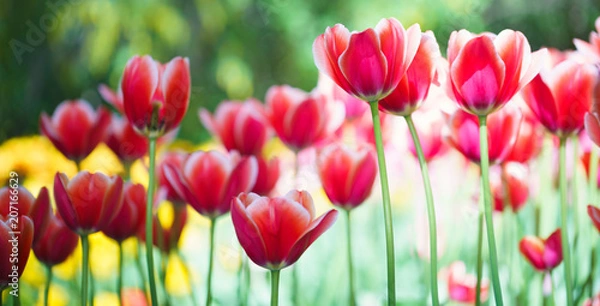 Obraz Flowers in Botanic garden