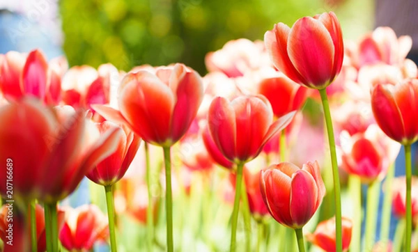 Obraz Flowers in Botanic garden