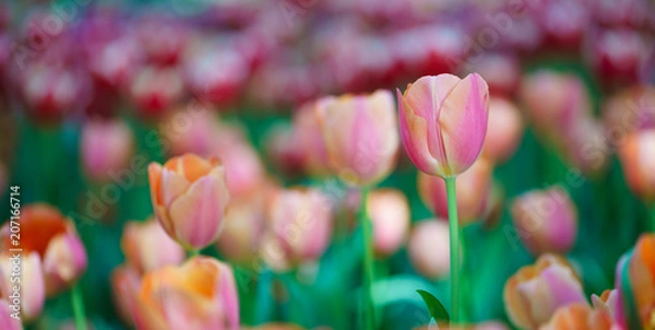 Obraz Flowers in Botanic garden