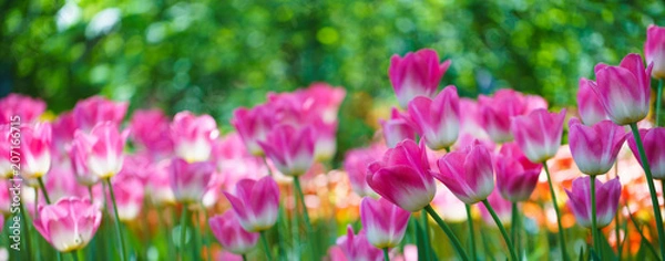 Obraz Flowers in Botanic garden